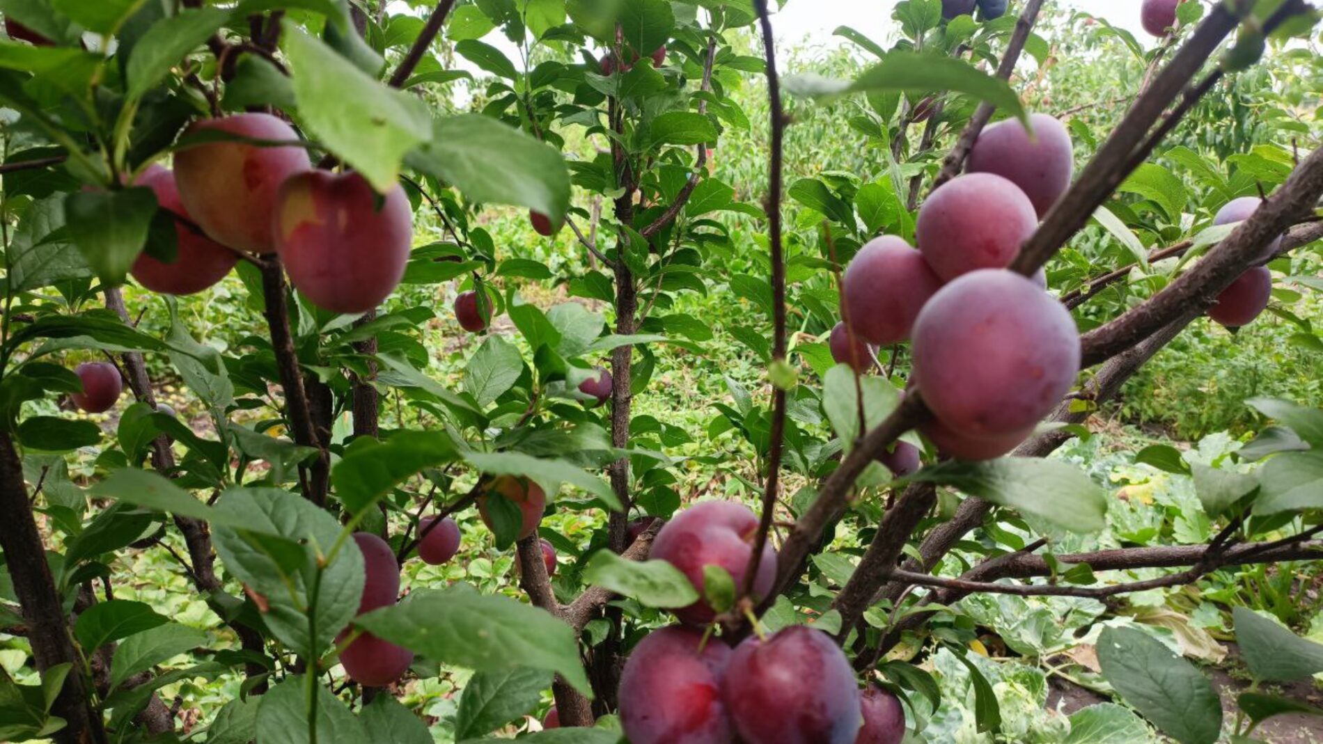 Городники розповіли, як підготувати до наступного сезону сливове дерево 