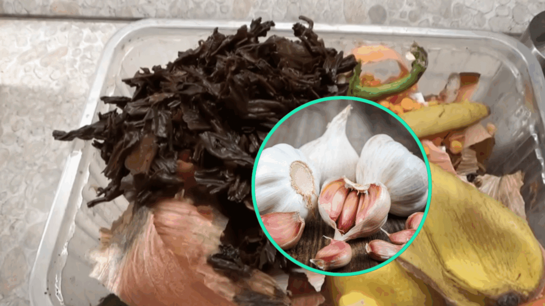 Городники розповіли, чим підживити часник, щоб він виріс крупним Городники розповіли, чим підживити часник, щоб він виріс крупним