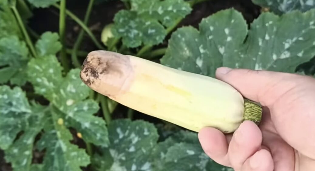 Кабачки почали підгнивати прямо на кущі: мільйон причин, але вирішують проблему 2 дії — полив і підживлення 