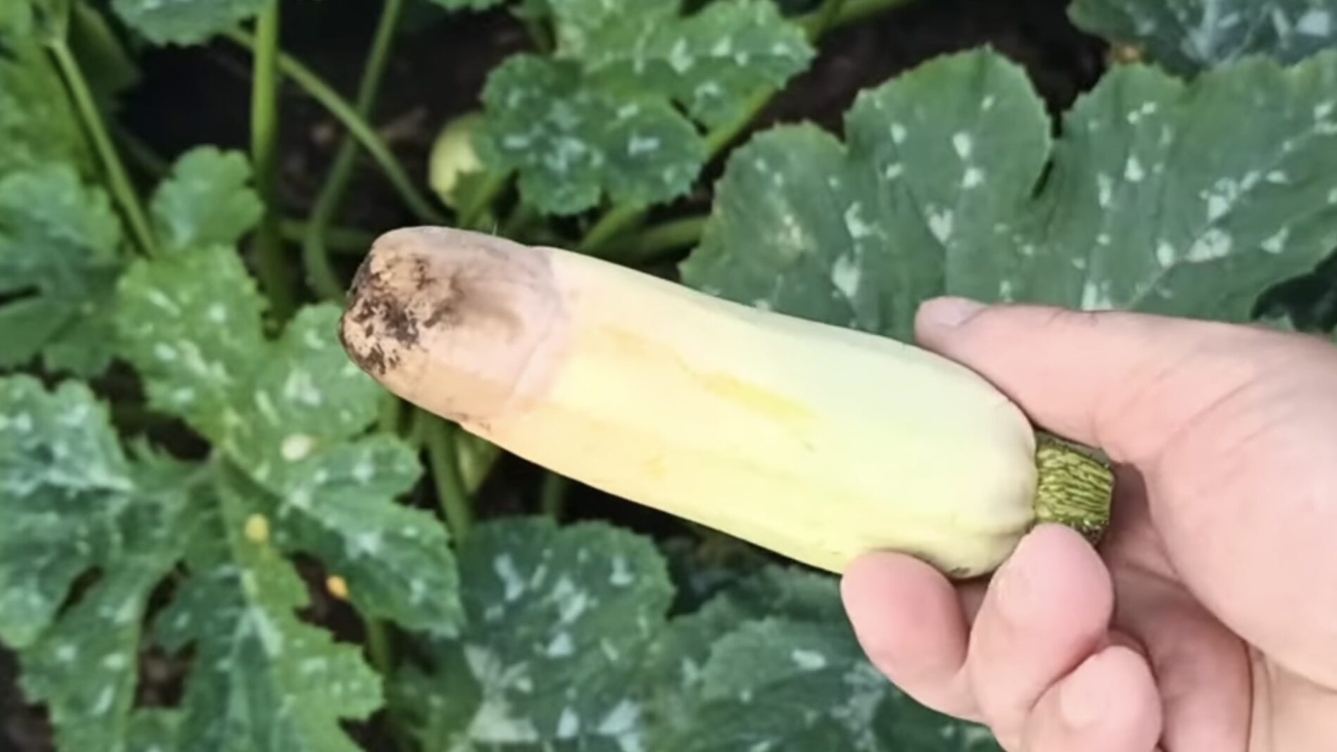 Городники розповіли, що робити з кабачками, якщо вони почали гнити на кущі 