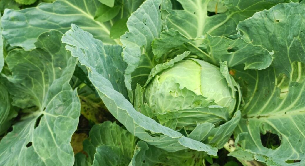 Рання капуста тріскається – терміново збираю, пізню не чіпаю до листопада: тонкощі, що рятують весь врожай 