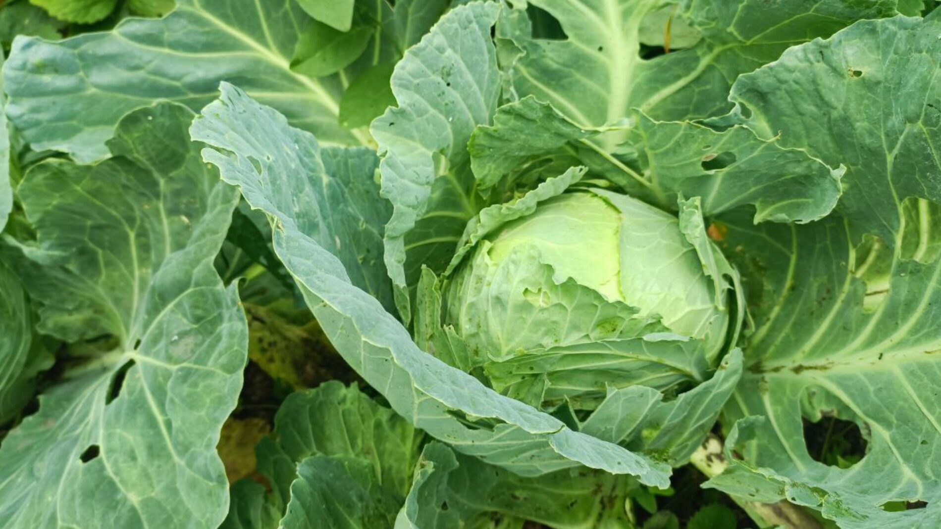 Городники розповіли, чим підживлювати капусту, щоб формувалися великі та тугі качани