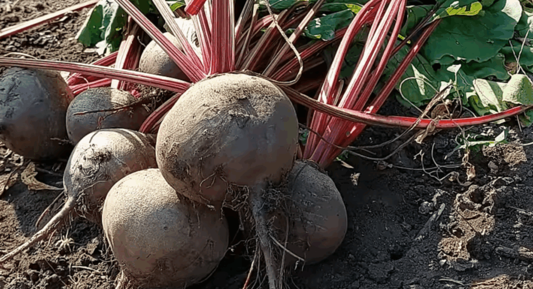 Чому буряк виріс дрібним і дерев’янистим: головна помилка серпневого поливу в 1 дії – розповідаю 