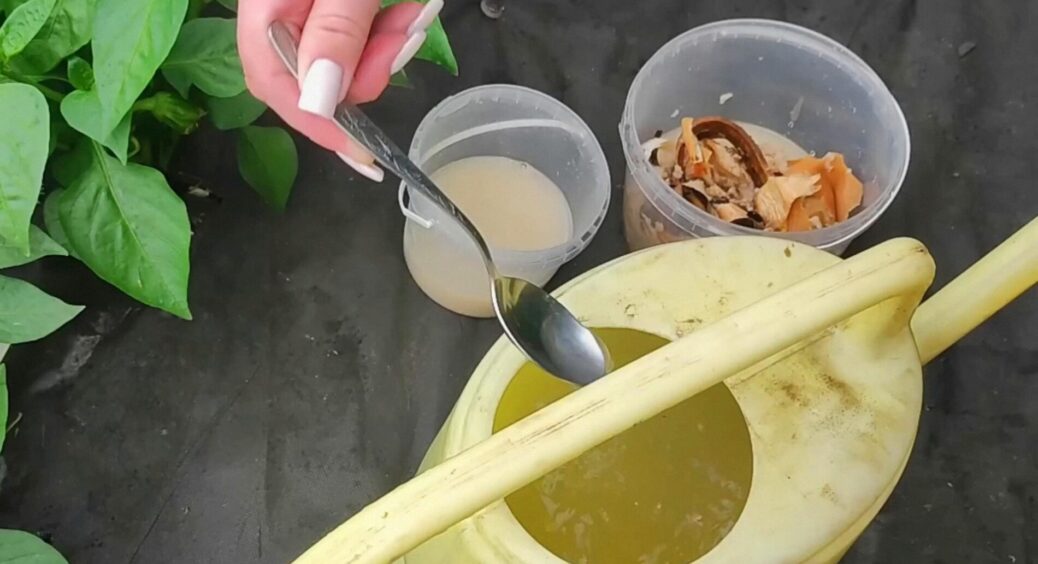 Поливаю цим перець для швидкого росту та збільшення урожаю: ця підживка збільшує родючість на 200% 