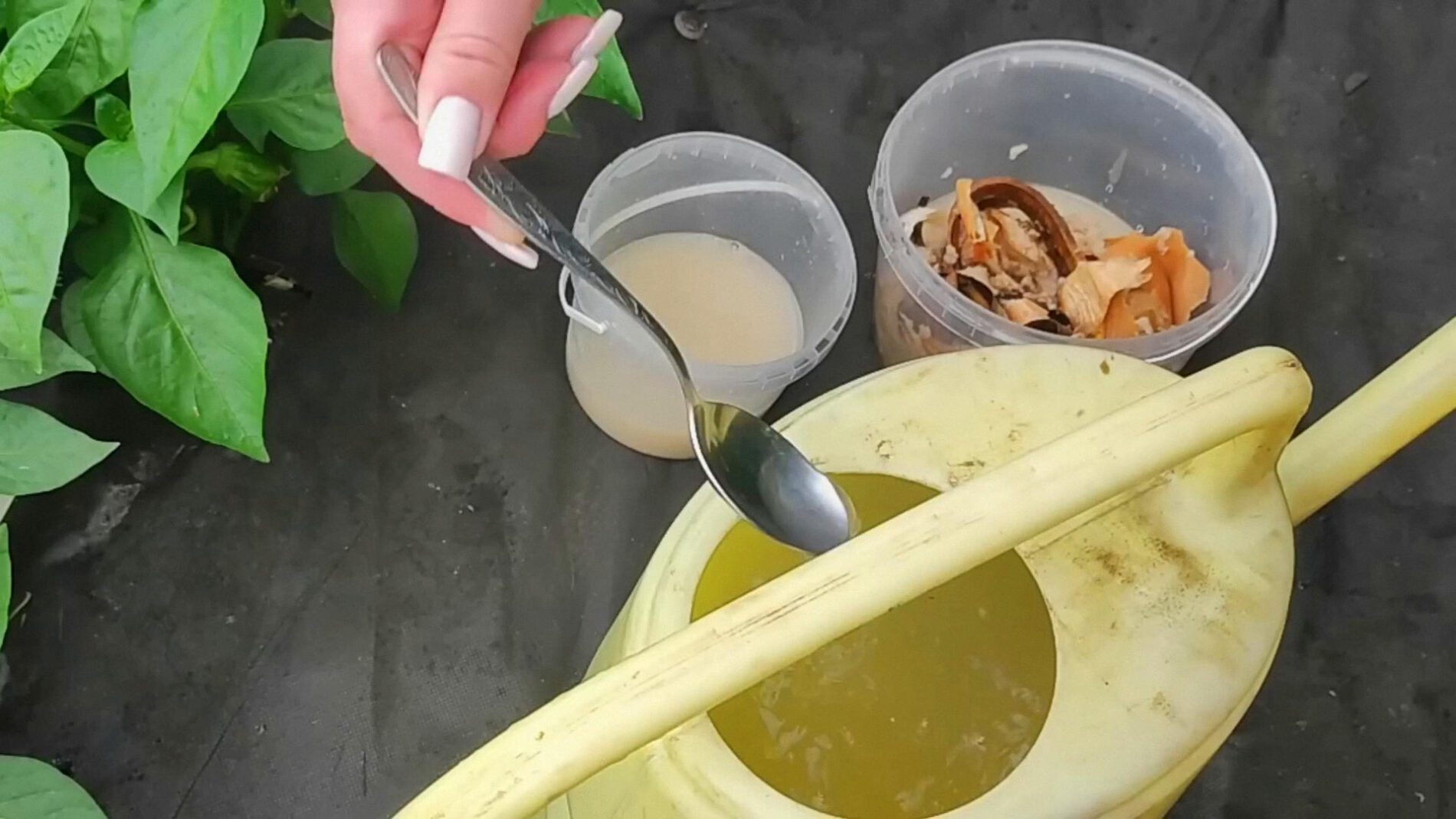 Агрономи порадили підживку для перцю, що прискорює ріст і підвищує врожайність