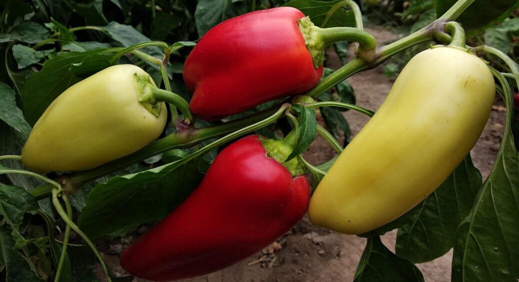 Поливаю перець розчином із 2 інгредієнтів – і зав’язі не обсипаються навіть у спеку та холодні ночі 