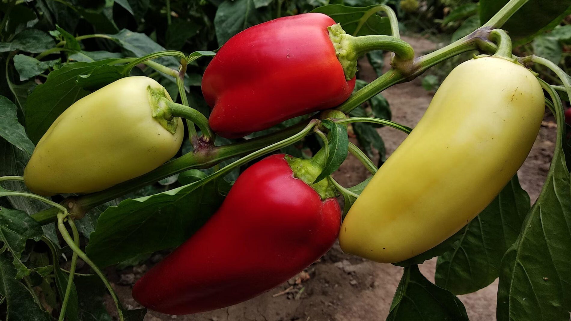 Експерти розповіли, як правильно обрати солодкий перець для городу