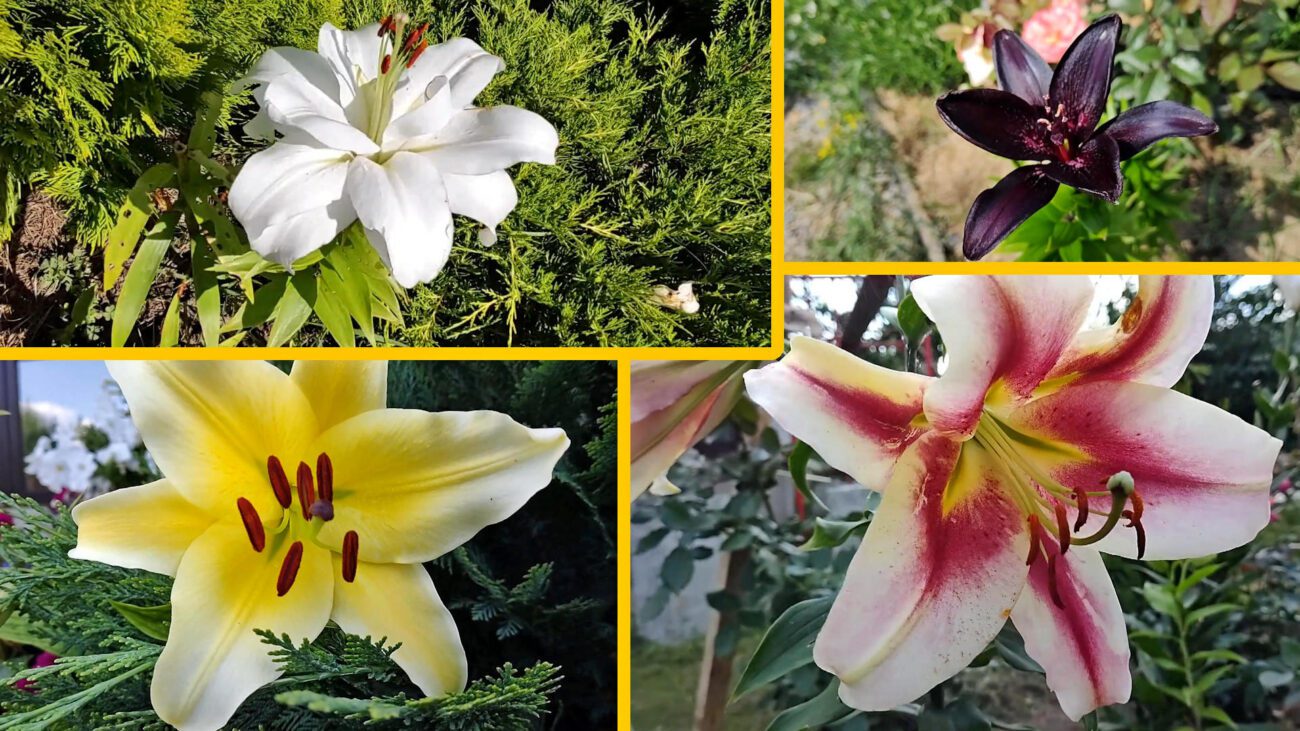 Квітникарі показали 2 дешевих добрива для рясного цвітіння лілій