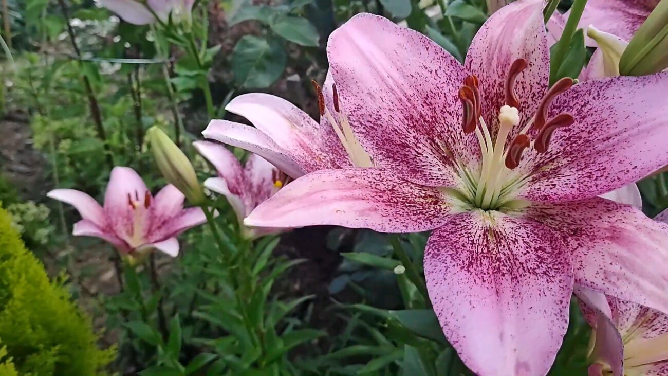 Квітникарі розповіли, як правильно укрити лілії на зиму