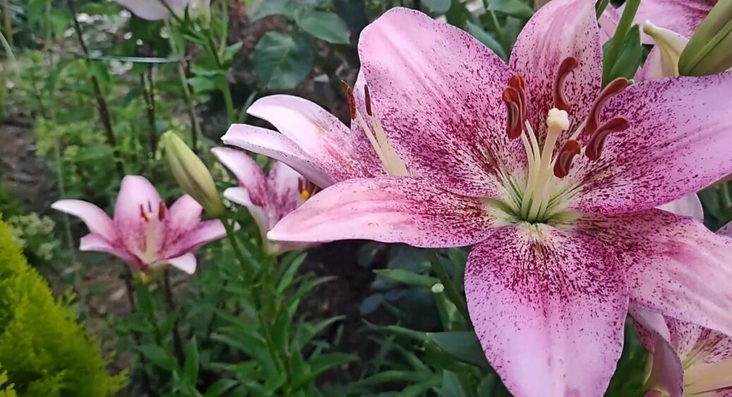 1 склянка простого піску для лілії: метод досвідчених квітникарів, щоб коріння було сильне і не гнило 