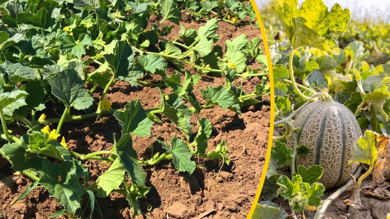 Дачники розповіли, як стимулювати ріст динь на початку цвітіння