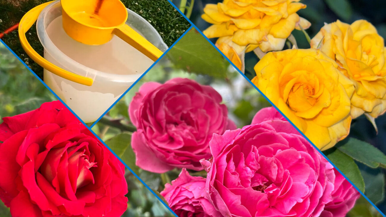 Квітникарі порадили, як використовувати дріжджі для троянд