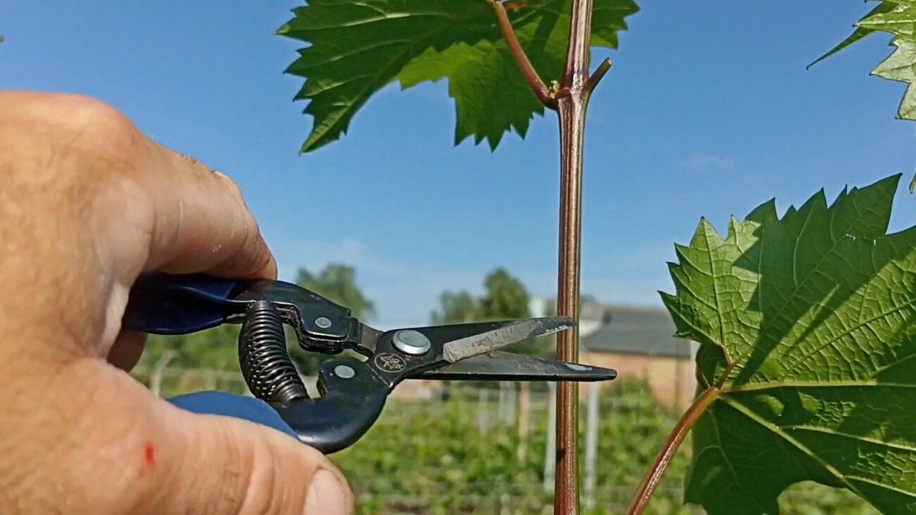 Садівники розповіли, як підготувати виноград до зими