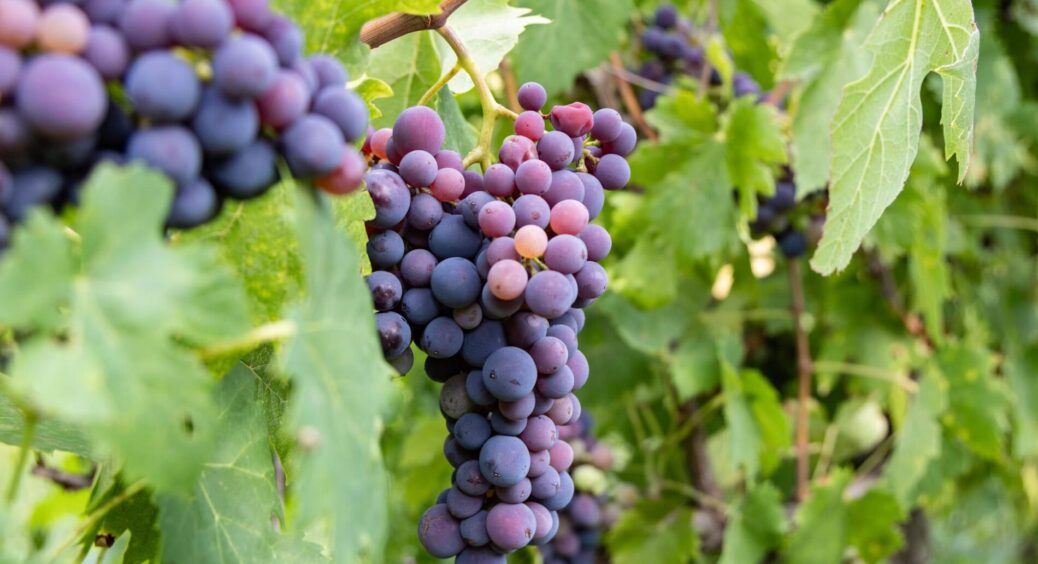 1 обробка у вересні вирішує долю винограду на 2026 рік: що обов’язково внести під кожен кущ восени 