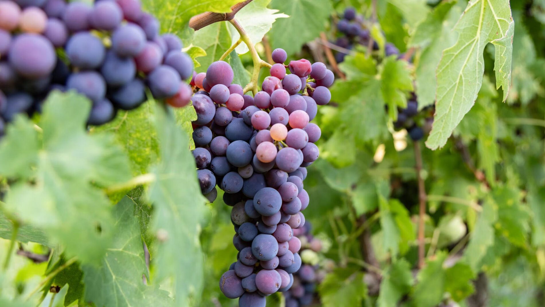 Виноградарі показали прийом з прищіпкою для кращого врожаю