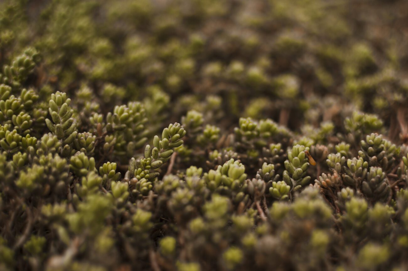 Городники пояснили, для чого поміж кущів саджати віник із цього бурʼяна