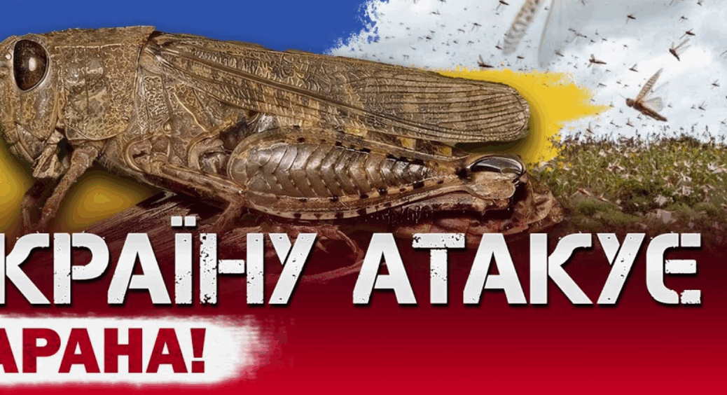 Сарана атакує Україну: мій 77-річний дідусь-біолог розповів лайфхак, який “здує” цю напасть на раз 