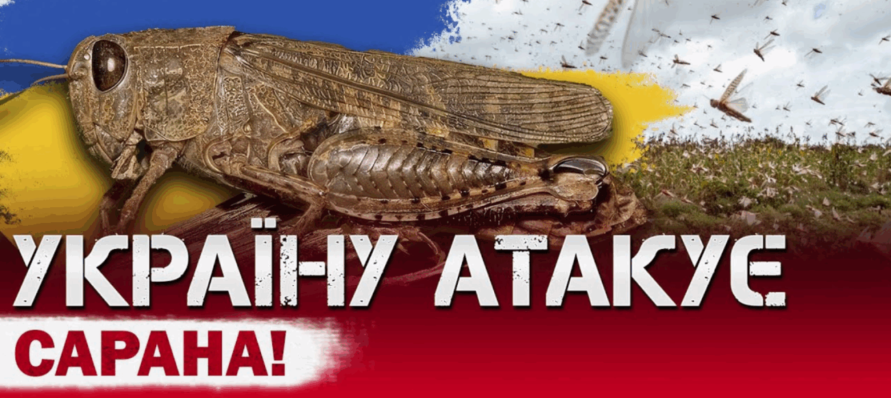 Експерти розповіли, як легко позбутися сарани