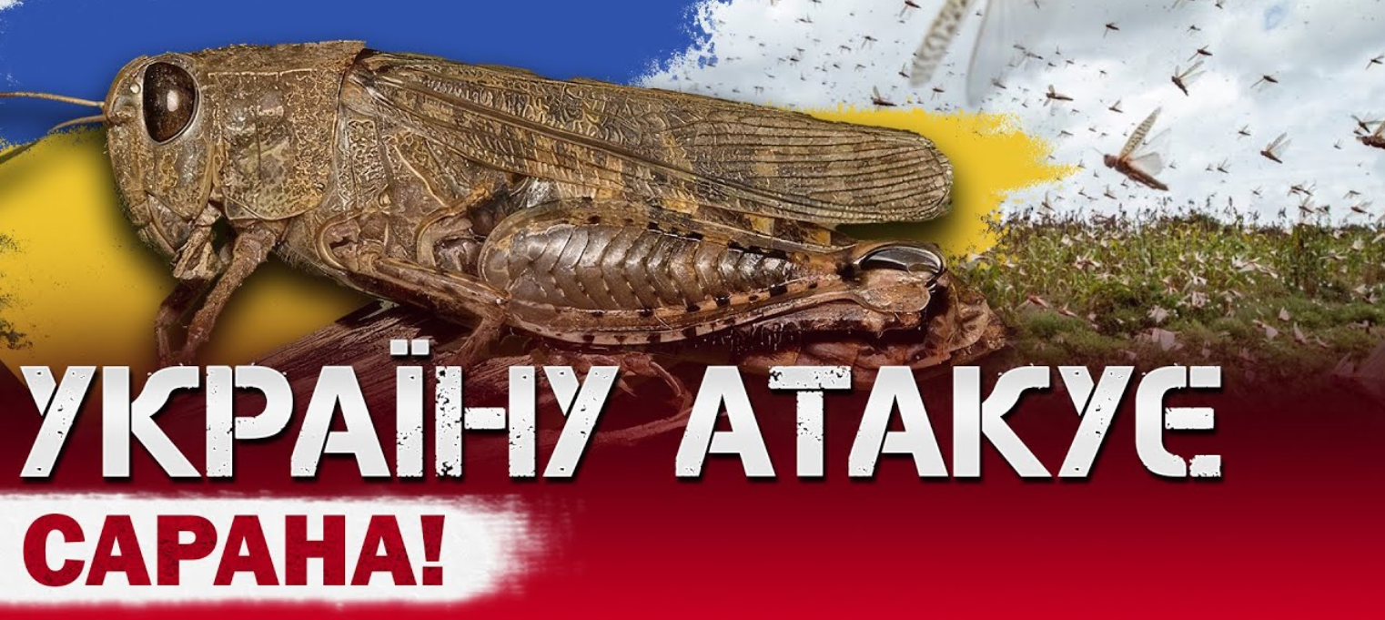 Експерти розповіли, як легко позбутися сарани