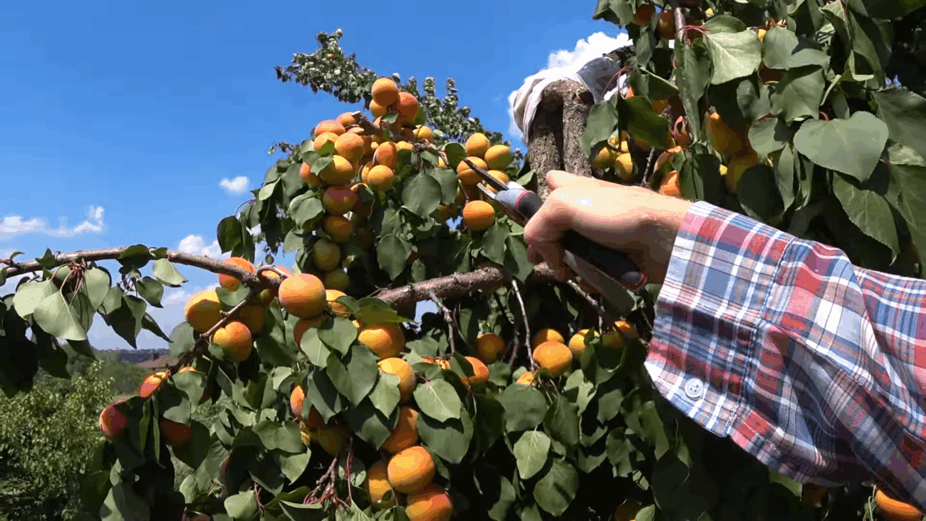 Експерти розповіли, як врятувати пошкоджену гілку і фруктовий урожай
