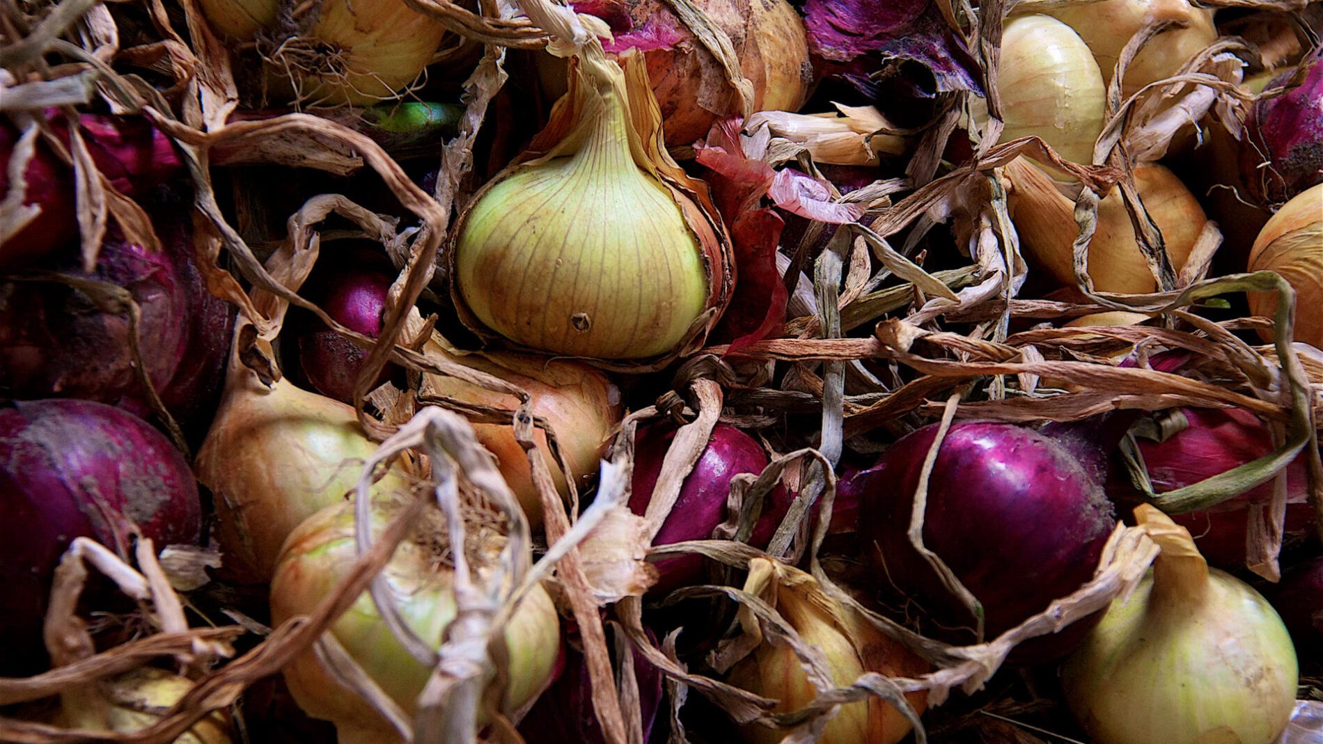 Городники назвали 3 причини гниття цибулі після збирання врожаю