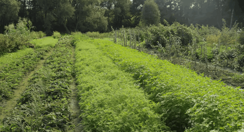 Нічого не встигли в серпні? Ось як сіяти сидерати, щоб навіть після важкого літа земля була, як пух: 1 схема 