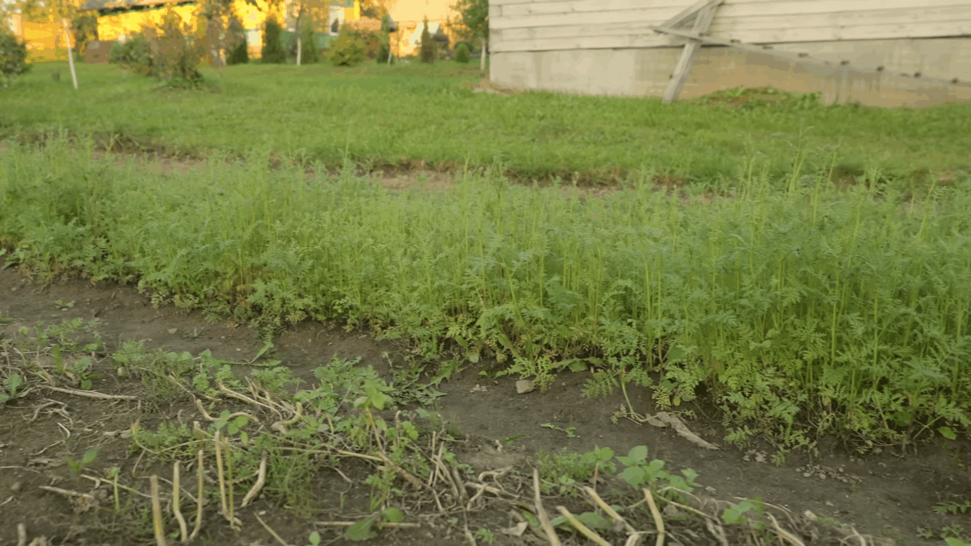 Експерти розповіли, які сидерати сіяти після збору картоплі