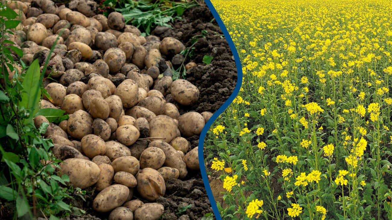 Агрономи назвали сидерати, що покращують ґрунт після картоплі