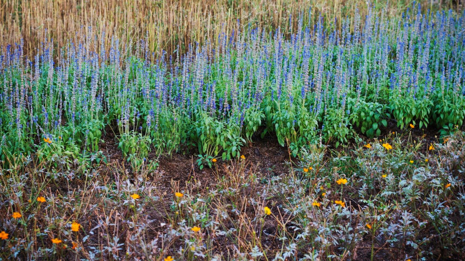 Агрономи назвали сидерати, що покращують ґрунт після картоплі