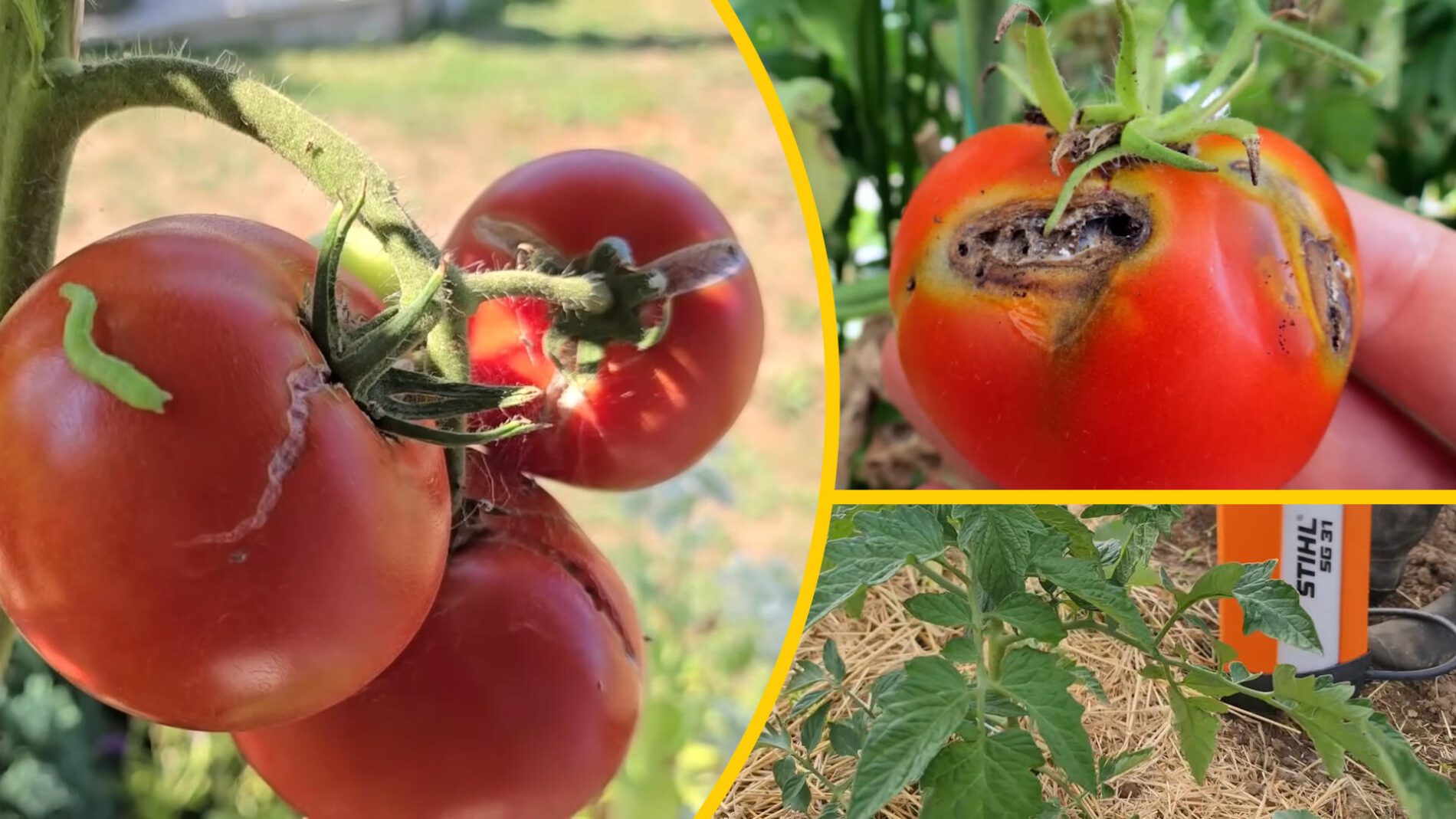 Агрономи назвали нового шкідника, який псує врожай помідорів в Україні