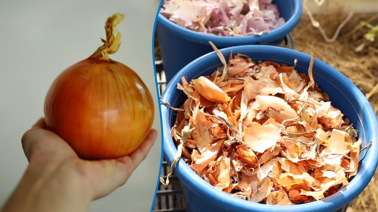 Фермери пояснили, чому цибулиння корисне і як його застосовувати