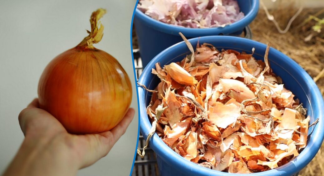 Завжди вдома лежать 3 пакети цибулевого лушпиння – для дачників це “золото”: 2 способи застосування в саду 