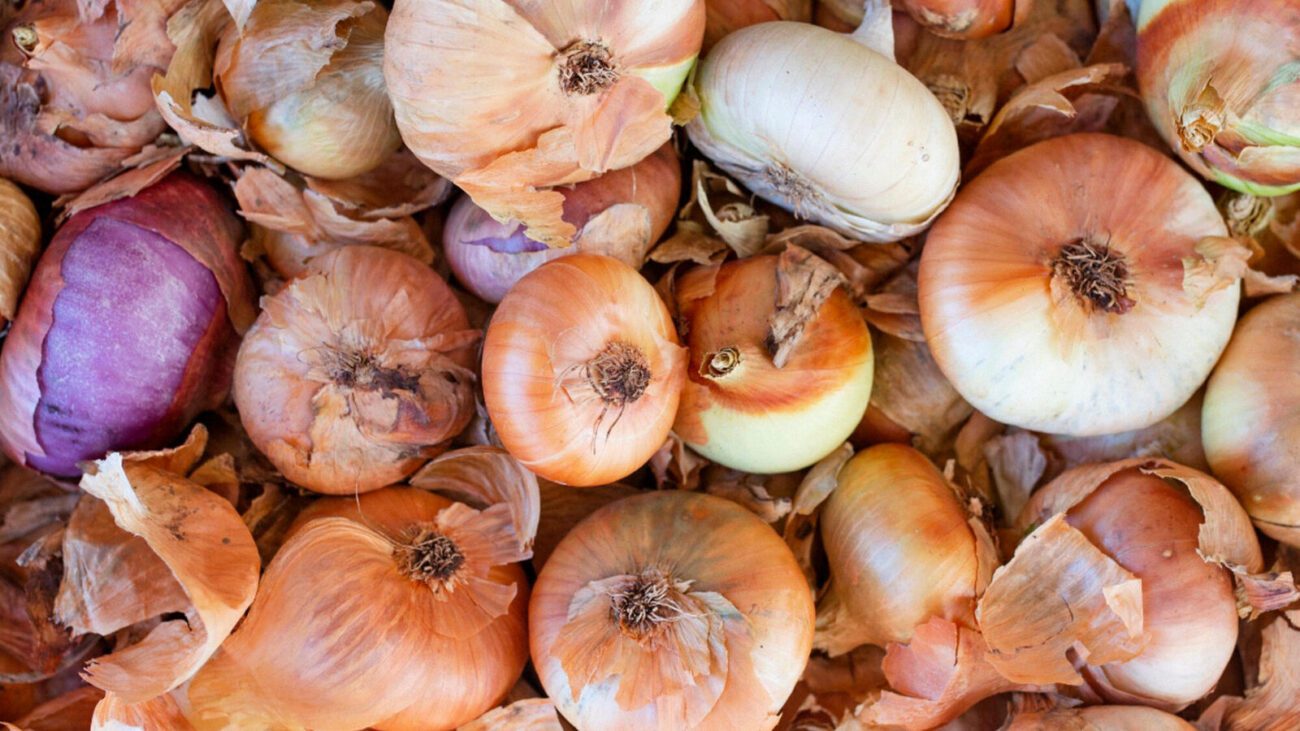 Городники назвали 2 найкращих сорти цибулі 