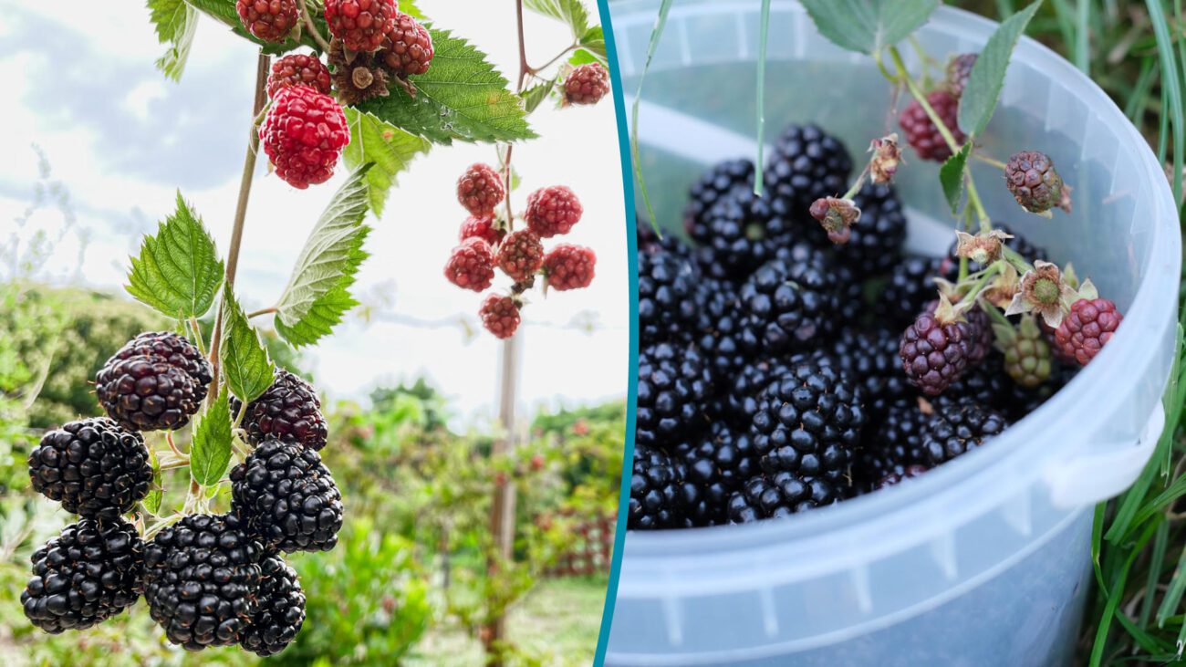 Садівники показали, як вирощувати ожину, щоб отримувати величезний врожай