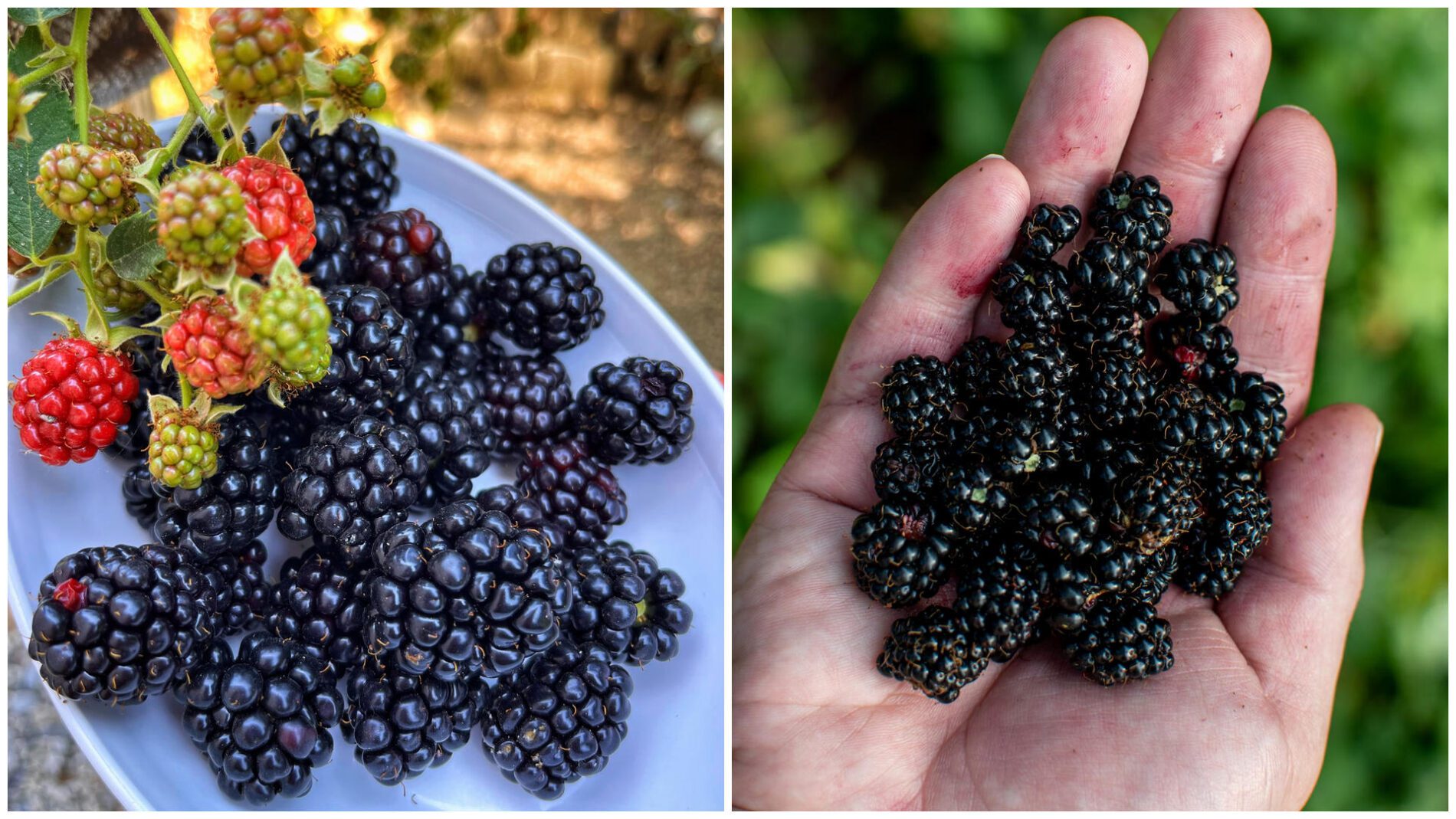 Садівники показали, як вирощувати ожину, щоб отримувати величезний врожай