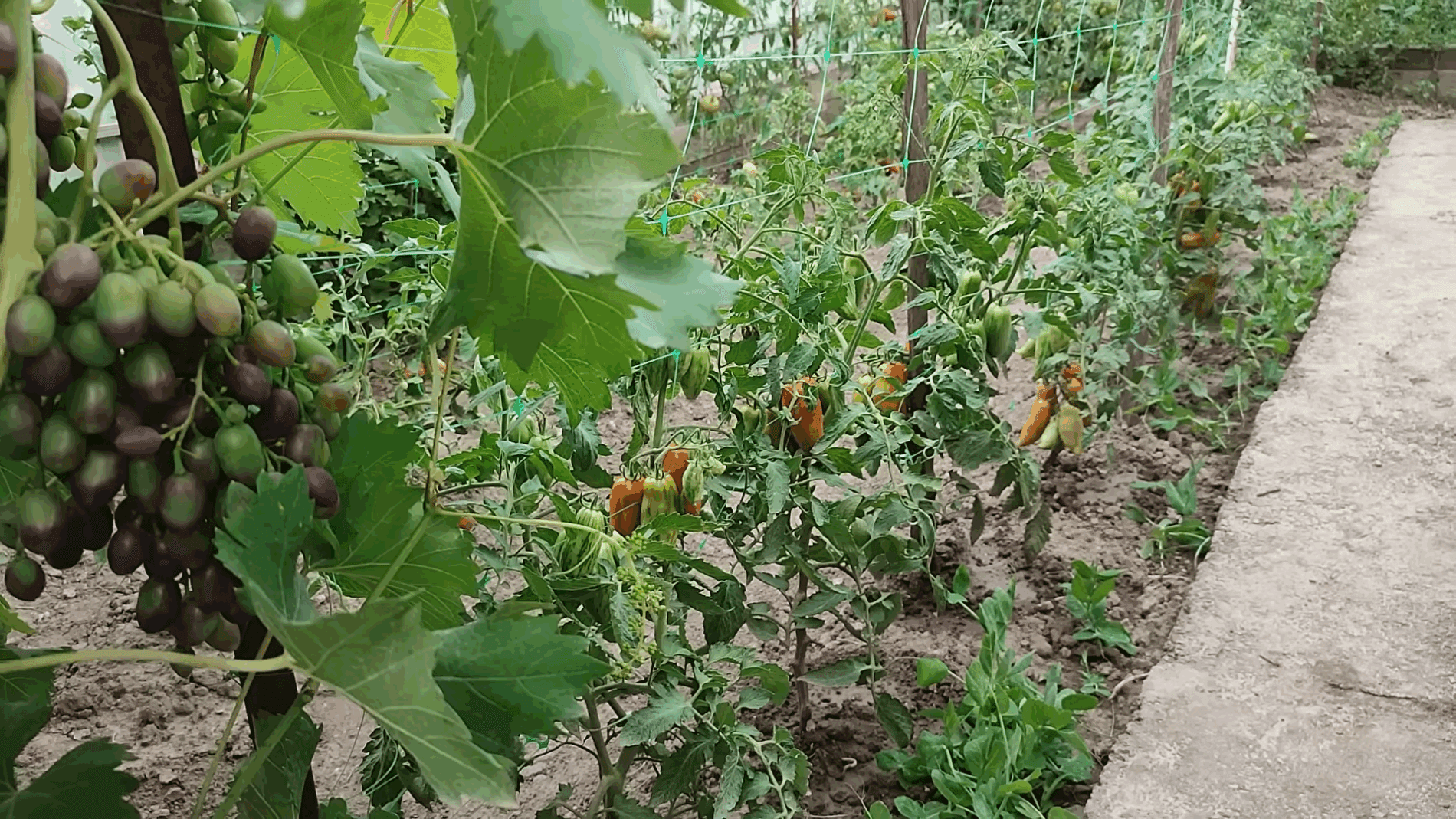 Експерти розповіли, як швидко позбутися фітофтори на томатах