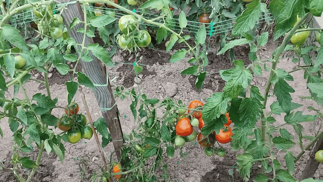 Експерти розповіли, як швидко позбутися фітофтори на томатах