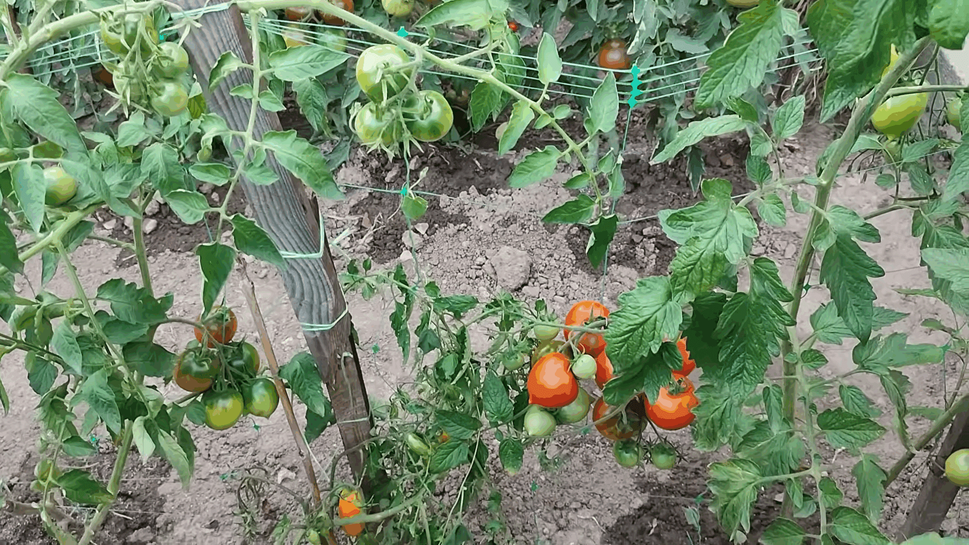 Експерти розповіли, як швидко позбутися фітофтори на томатах Експерти розповіли, як швидко позбутися фітофтори на томатах