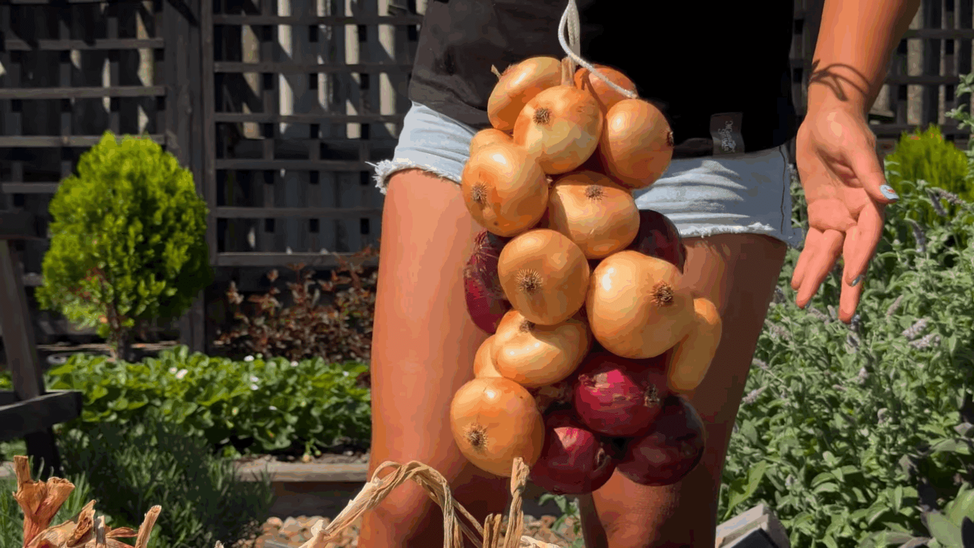  Городники пояснили, як правильно підсушувати та зберігати цибулю до зими