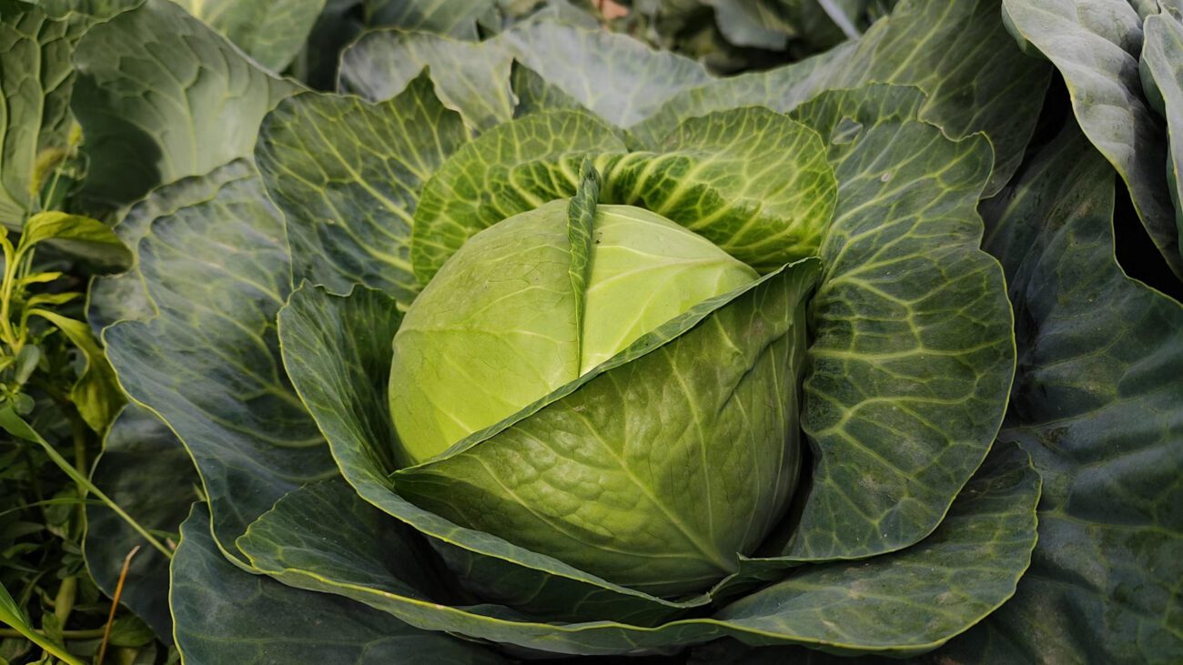 Експерти розповіли про найкраще добриво для капусти