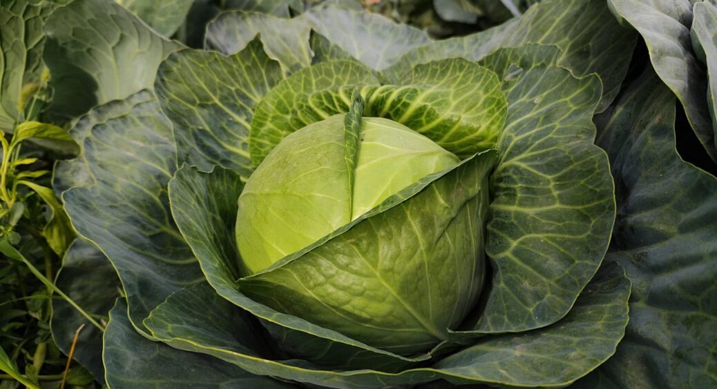 Капуста не наливалася – поки не полила “чорним золотом”: качани стали тугими за 2 тижні й під заморозками 
