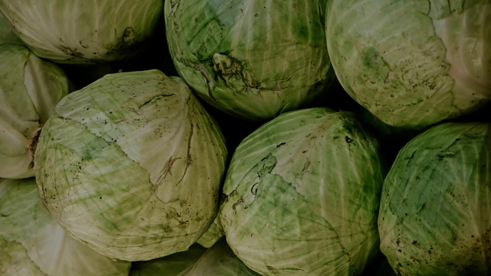 Фермери пояснили, як доглядати за капустою перед збором врожаю