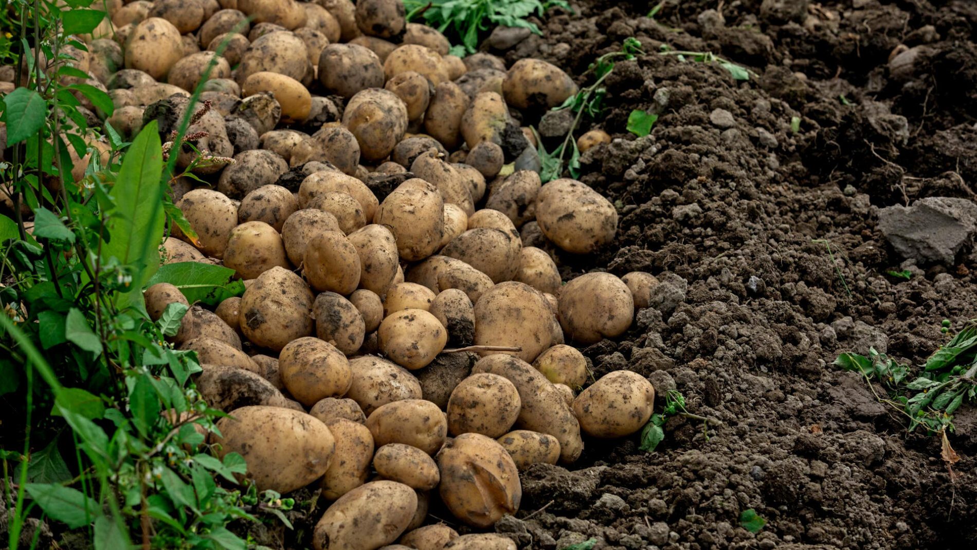 Городники назвали сорт картоплі, який майже не проростає і не псується