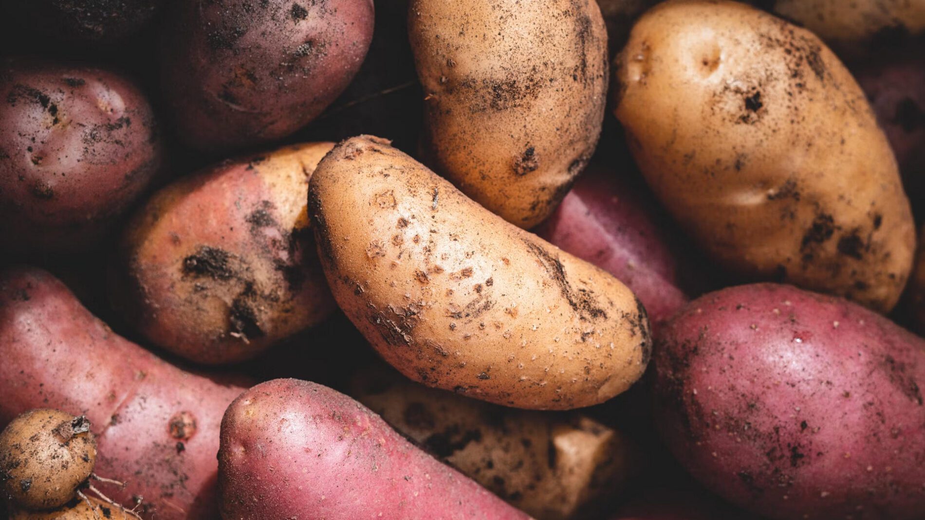 Городники розповіли, як зберегти врожай картоплі до весни