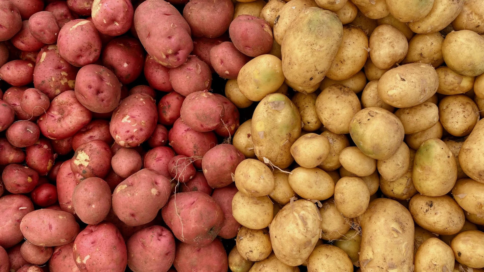 Городники розповіли, як підготувати картоплю до тривалого зберігання 