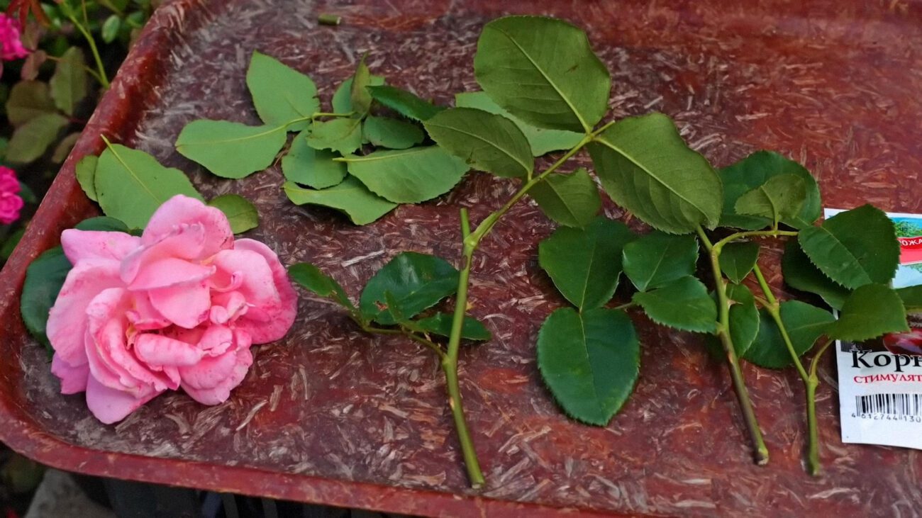 Квітникарі розповіли, як укорінити живці троянд без клопоту