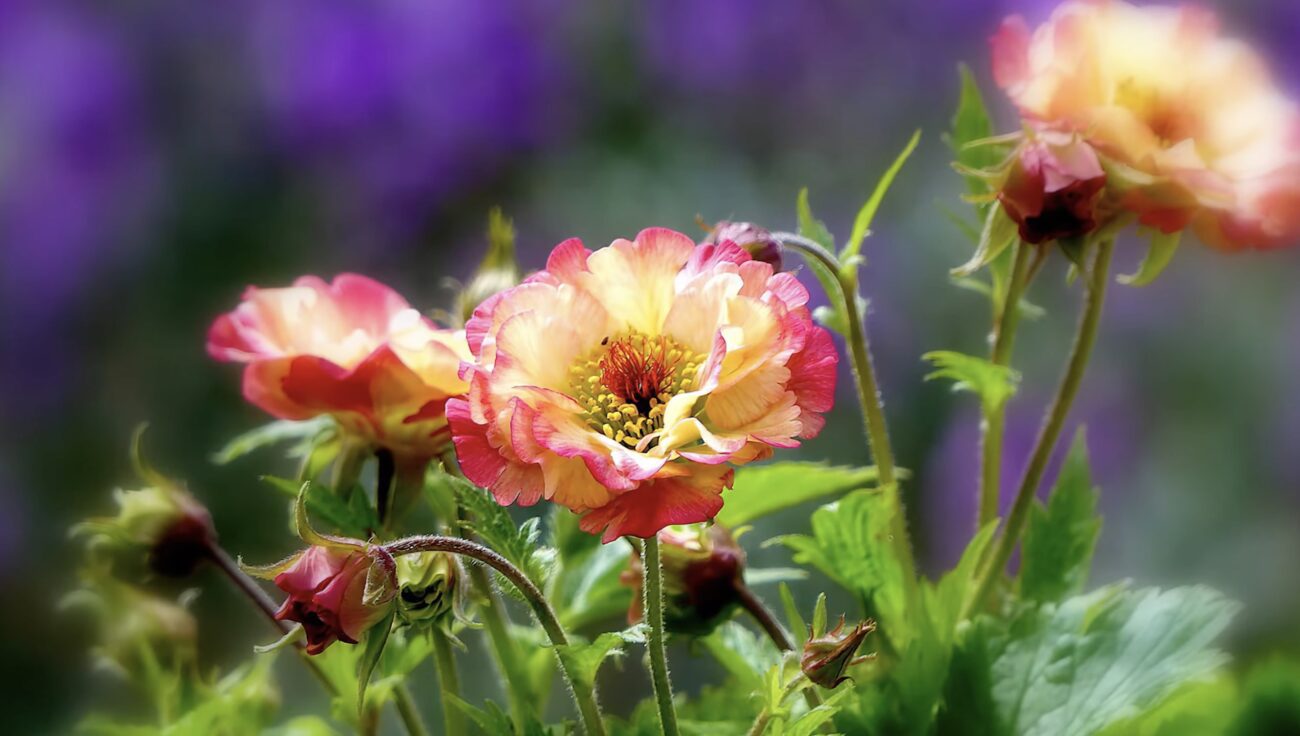 Садівники поділилися назвою квітки, яка вражає своєю красою