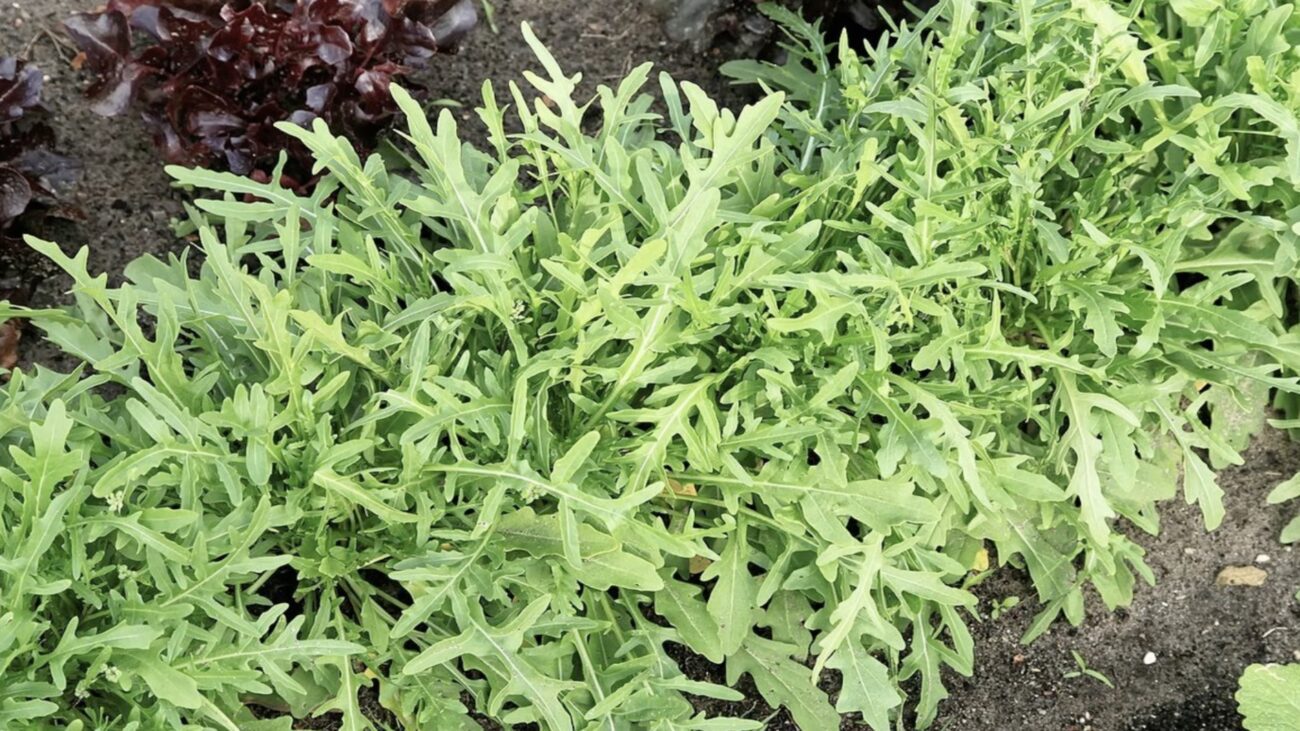 Агрономи поділилися списком культур, які можна посадити в серпні