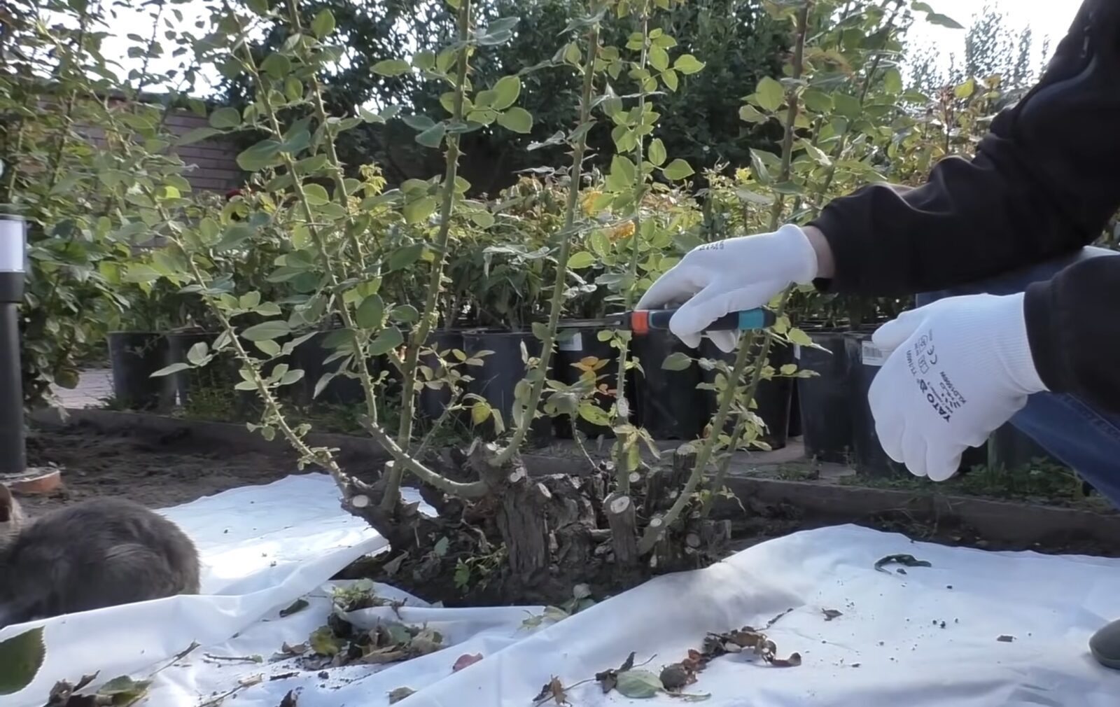 Садівники розповіли, як підготувати троянди до сезону цвітіння. Фото: скриншот з відео