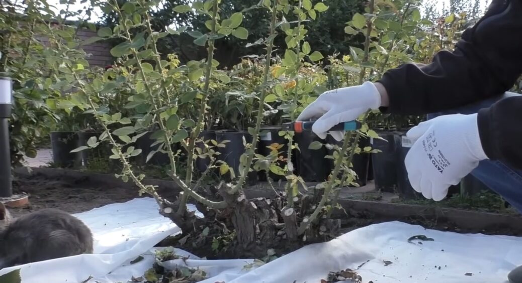 Всі накривають троянди плівкою, а я – знаю секрет: 1 дія з кущами, аби навесні вони прокинулись раніше 